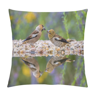 Personality  The Hawfinch, Coccothraustes Coccothraustes Feeding The Chicks At The Waterhole In The Forest. Both Are Reflecting On The Surface With Opened Wings. Colorful Backgound With Some Flower. Pillow Covers