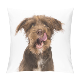 Personality  Close-up Of A Crossbreed, 5 Months Old, Licking Lips Against White Background Pillow Covers
