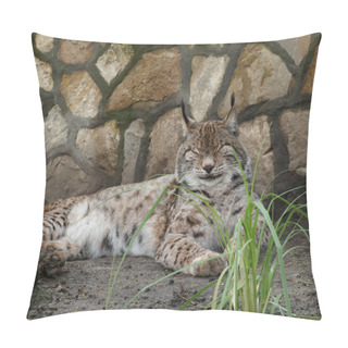 Personality  Lynx Cat Resting By The Stonewall Pillow Covers