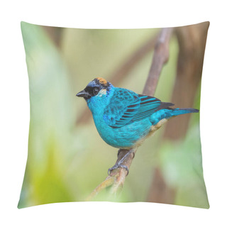 Personality  Golden-naped Tanager - Tangara Ruficervix, Beautiful Blue Tanager From Western Andean Slopes, Amagusa, Ecuador. Pillow Covers