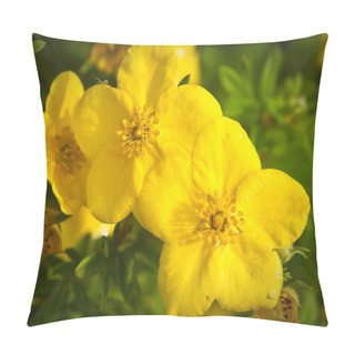 Personality  Oenothera In Drops Of Dew Pillow Covers