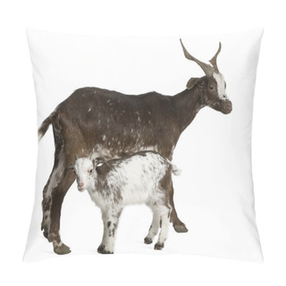 Personality  Female Rove Goat With Young Goat Drinking Underneath In Front Of White Background Pillow Covers