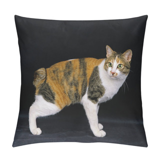 Personality  Japanese Bobtail Domestic Cat Against Black Background  Pillow Covers