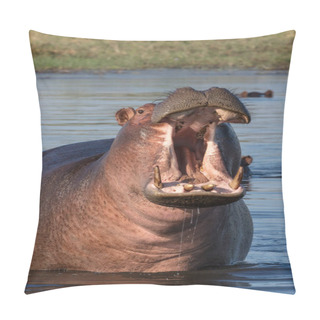 Personality  Common Hippopotamus Or Hippo (Hippopotamus Amphibius) Showing Aggression. Okavango Delta. Botswana Pillow Covers