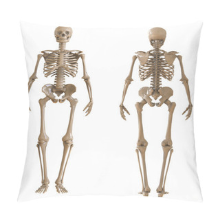 Personality  Skeleton Front And Rear View. Plastic Layout Of The Human Skeleton On White Background. 3d Illustration Pillow Covers