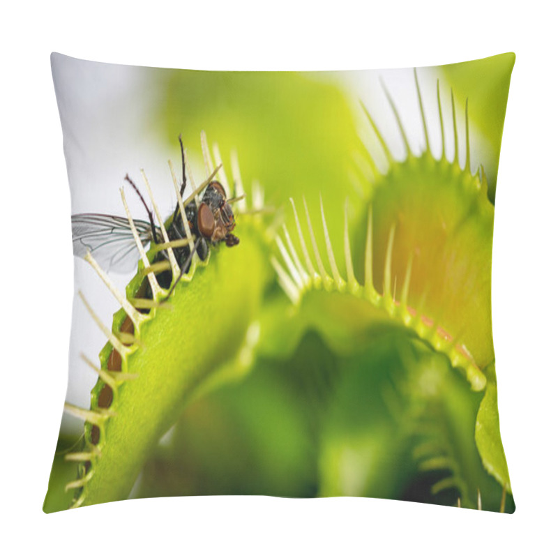 Personality  A Unlucky Common House Fly Being Eaten By A Hungry Venus Fly Trap Plant Pillow Covers