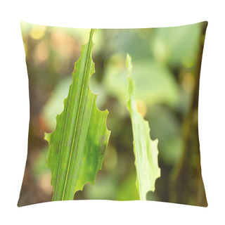 Personality  Intricate Patterns On A Leaf Showcase The Precise Work Of Leafcutter Ants, Nature's Skilled Sculptors Pillow Covers