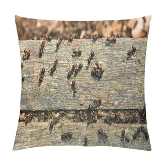 Personality  Many Ants On A Board Pillow Covers