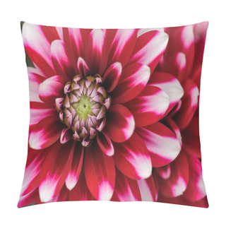 Personality  Dahlia Macro Background Pillow Covers