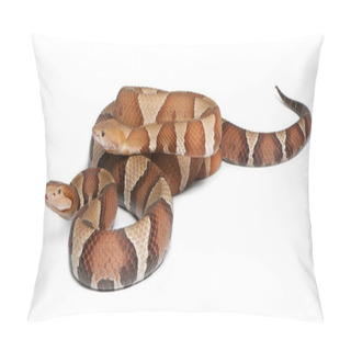 Personality  Male And Female Copperhead Snake Or Highland Moccasin - Agkistro Pillow Covers