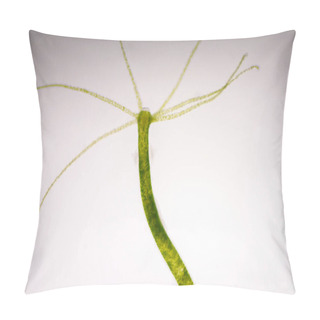 Personality  Hydra Is A Genus Of Small Fresh-water Animals Of The Phylum Cnidaria And Class Hydrozoa. Pillow Covers