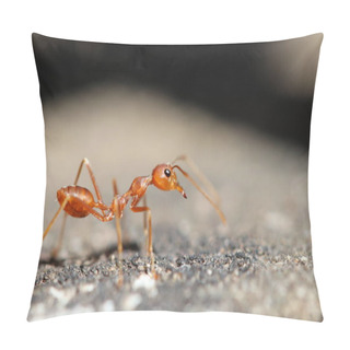 Personality  Red Ant On The Wall Pillow Covers