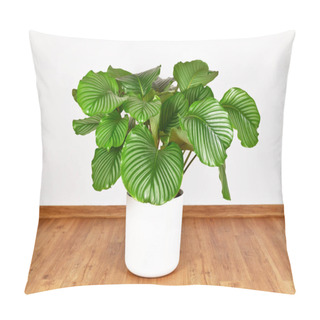 Personality  Large Full 'Calathea Orbifolia' Prayer Plant Houseplant In Front Of White Wall Pillow Covers