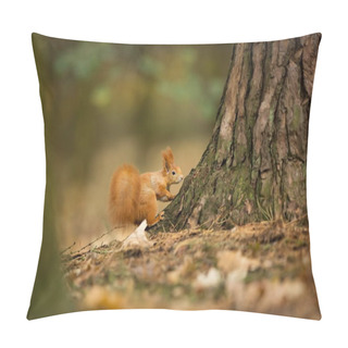 Personality  Squirrel. The Squirrel Was Photographed In The Czech Republic. Squirrel Is A Medium-sized Rodent. Inhabiting A Wide Territory Ranging From Western Europe To Eastern Asia. Free Nature. Beautiful Picture . The Wild Nature Of The Czech Republic. Autumn  Pillow Covers