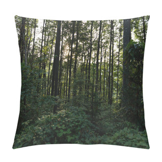 Personality  Trees In The Forest With Sun Setting In The Distance Pillow Covers