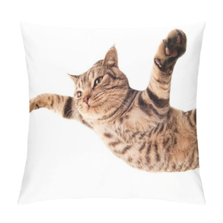 Personality  Flying Funny Kitten Pillow Covers