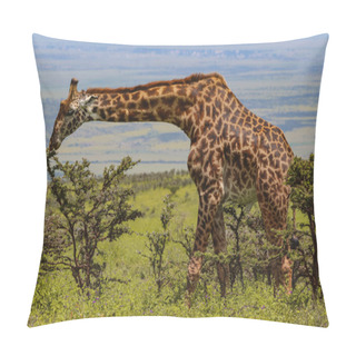 Personality  Giraffe Standing And Eating Green Leaves On Tree In Savanna  Pillow Covers