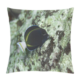 Personality  Whitecheeck Surgeonfish Acanthurus Nigricans Pillow Covers