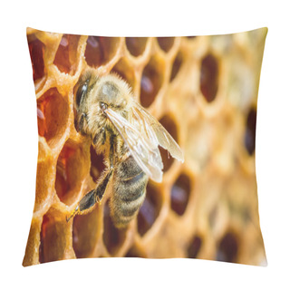 Personality  Close Up Of Bees In A Beehive On Honeycomb Pillow Covers