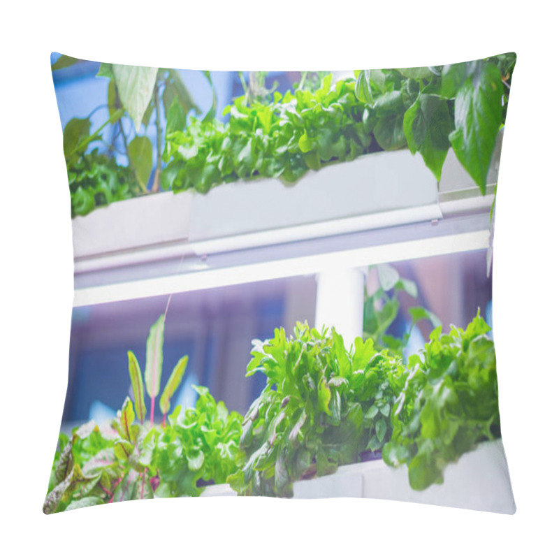 Personality  Green Plants Growing In Pots Pillow Covers