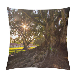 Personality  Beautiful Park With University Of Hawaii During Sunny Day Near Honolulu. Pillow Covers