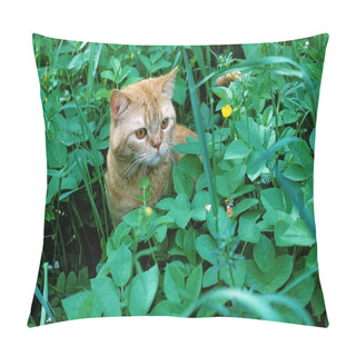 Personality  Kitten In The Grass Pillow Covers