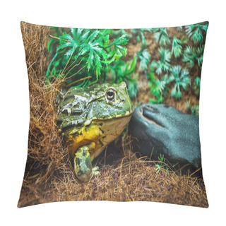 Personality  Green Frog In Terrarium Pillow Covers