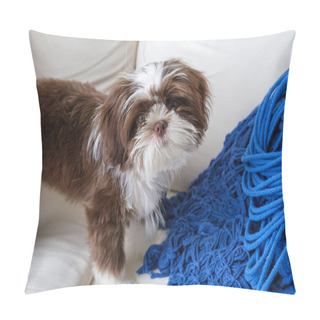 Personality  98 Days Old Shih Tzu Puppy On The Sofa And Facing The Camera. Pillow Covers