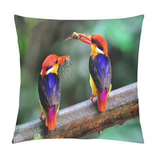 Personality  Pair Of Black-backed Kingfisher, Ceyx Erithacus, A Tiny Colorful Kingfisher Carrying Spider And Crab Meals For Their Chicks, Bird Of Thailand Pillow Covers