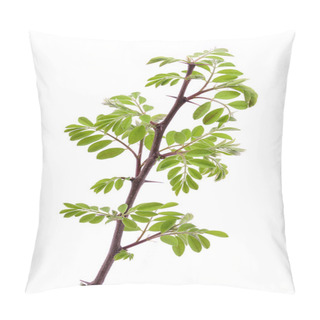 Personality  Young Acacia Leaves Pillow Covers