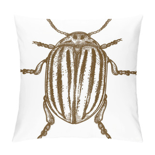 Personality  Vector Antique Engraving Drawing Illustration Of Colorado Potato Beetle (Leptinotarsa Decemlineata) Isolated On White Background Pillow Covers