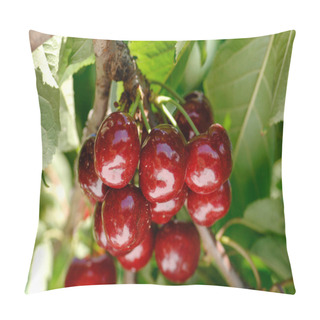 Personality  Tree Full Of Tasty And Big Red Cherries, Cherry, Ciliegia Di Vignola, Emilia Romagna, Diet, Albero Di Ciliegie, Coltivazione Pillow Covers