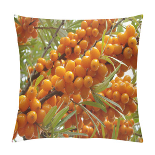 Personality  Sea Buckthorn Berries Pillow Covers