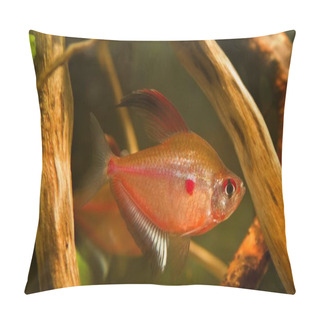 Personality  Active Male Of Bleeding Heart Tetra Shows Its Breeding Colors Ready To Spawn, Hyphessobrycon Socolofi, Freshwater Fish, Endemic Of Rio Negro In Biotope Aquarium With Driftwood Design Pillow Covers