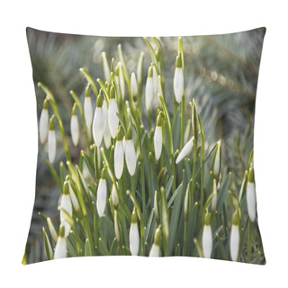 Personality  Snowdrops In Front Of Green Twigs Of Fir Sprouting Fresh From The Earth Pillow Covers