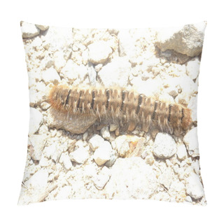 Personality  Millepede Crawling On Stones Pillow Covers