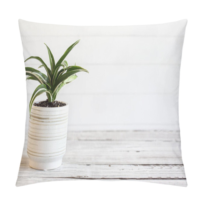 Personality  Potted White Jewel, Dracaena Deremensis, houseplant over a rustic wood table with free space for text. pillow covers