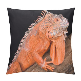 Personality  Green Iguana, Iguana Iguana Living In Central And South America And Caribbean Islands  Pillow Covers