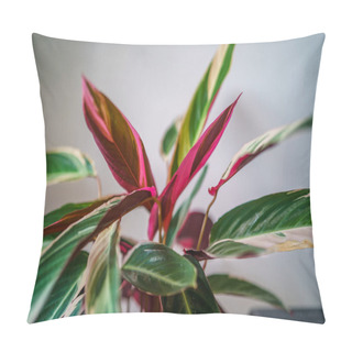 Personality  Decorative Plant Details Growing In Apartment. White Interior On Window Pillow Covers