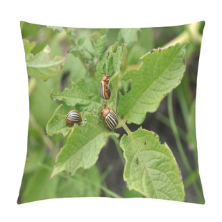 Personality  Adult Insects Of Colorado Potato Beetleo Pillow Covers