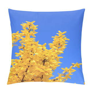 Personality  Full Bloom Forsythia Bush At Springtime, Against Blue Sky Pillow Covers