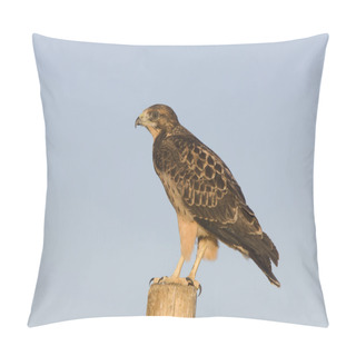 Personality  Swainson Hawk On Post Pillow Covers