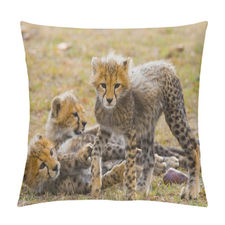 Personality  Playing Cubs Cheetah Pillow Covers