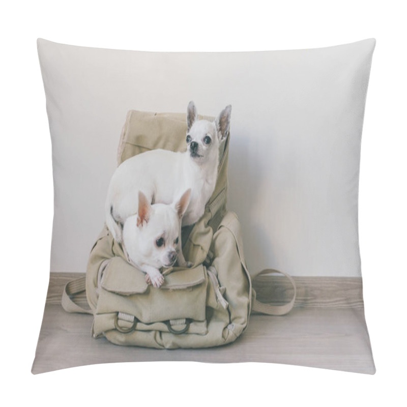 Personality  Two chihuahua puppies sitting in pocket of hipster canvas backpack with funny faces and looking different ways. Dogs travel. Comfortable relax. Pets on vacation. Animals family lying together at home. pillow covers