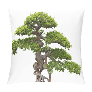 Personality  Bonsai, Green Elm Tree On White Background Pillow Covers