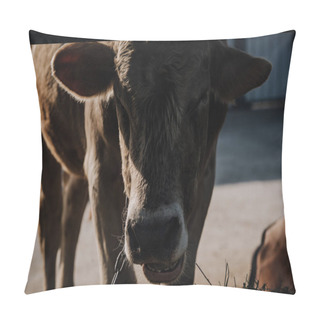 Personality  Close Up View Of Domestic Calf Standing In Stall At Farm  Pillow Covers