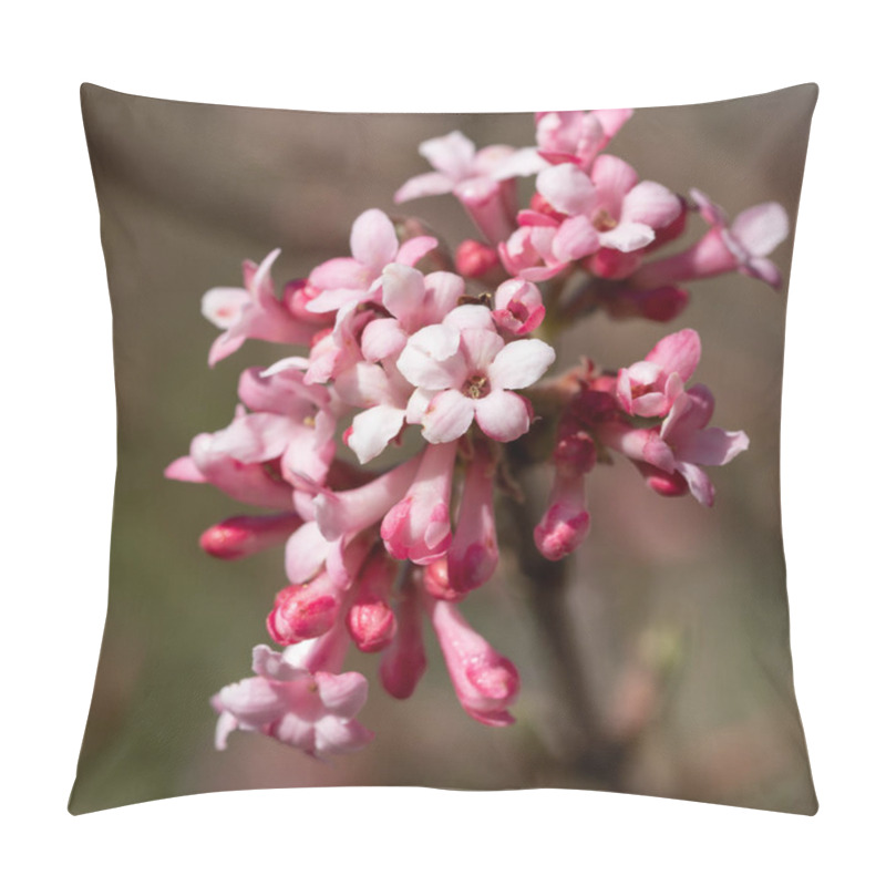 Personality  Viburnum, Viburnum Farreri Pillow Covers