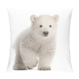 Personality  Polar Bear Cub, Ursus Maritimus, 3 Months Old, Walking Against W Pillow Covers