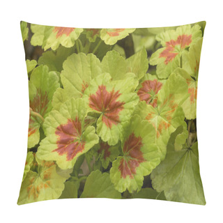 Personality  Pelargonium 'Occold Shield' Geranium Showy Foliage. Pillow Covers