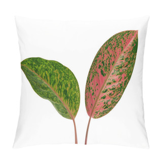 Personality  Aglaonema Foliage, Green And Pink Aglaonema Leaves, Exotic Tropical Leaf, Isolated On White Background With Clipping Path Pillow Covers